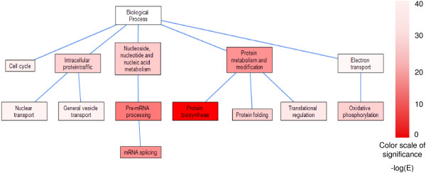 Definition, Conservation And Epigenetics Of Housekeeping And Tissue ...