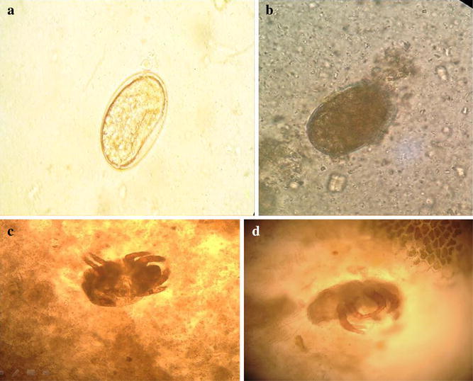 Fig. 1