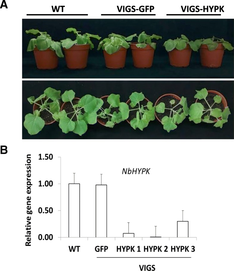 Fig. 6