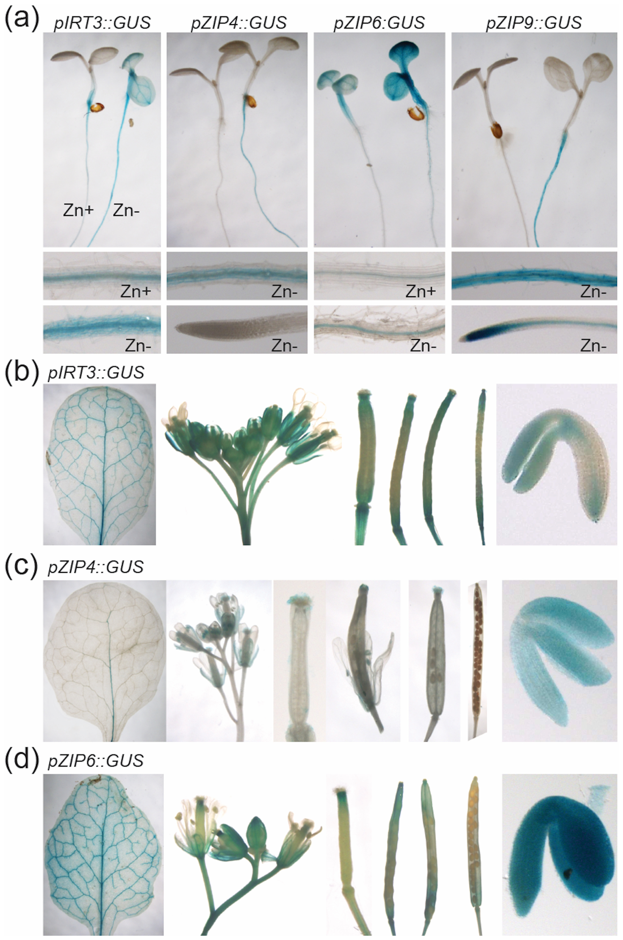 Figure 2.