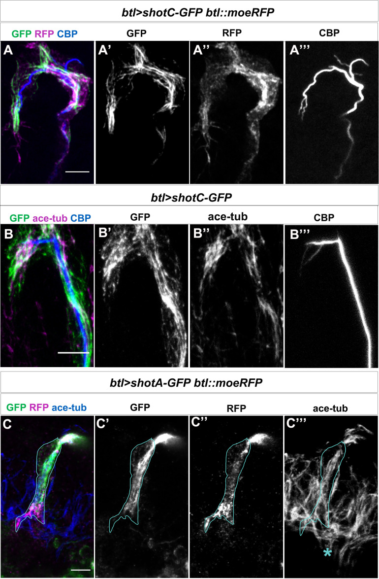 Figure 2—figure supplement 1.