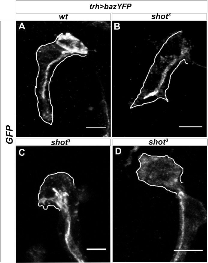 Figure 1—figure supplement 1.