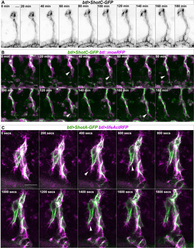 Figure 4—figure supplement 1.