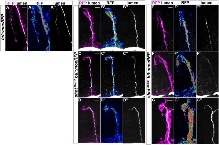 Figure 6—figure supplement 1.