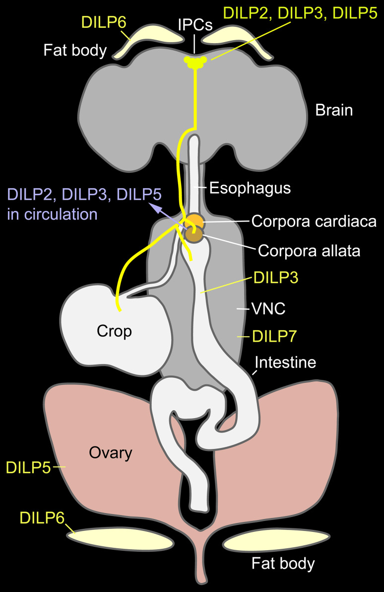 Fig. 1