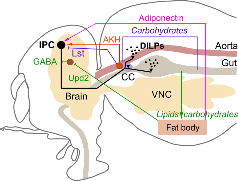 Fig. 2