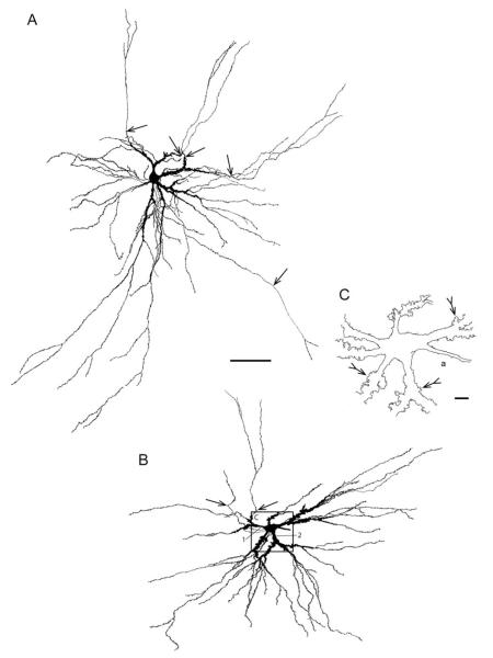 FIGURE 3