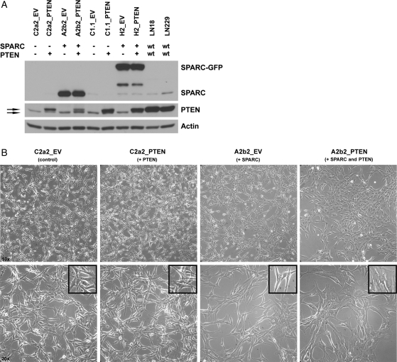 Fig. 2.