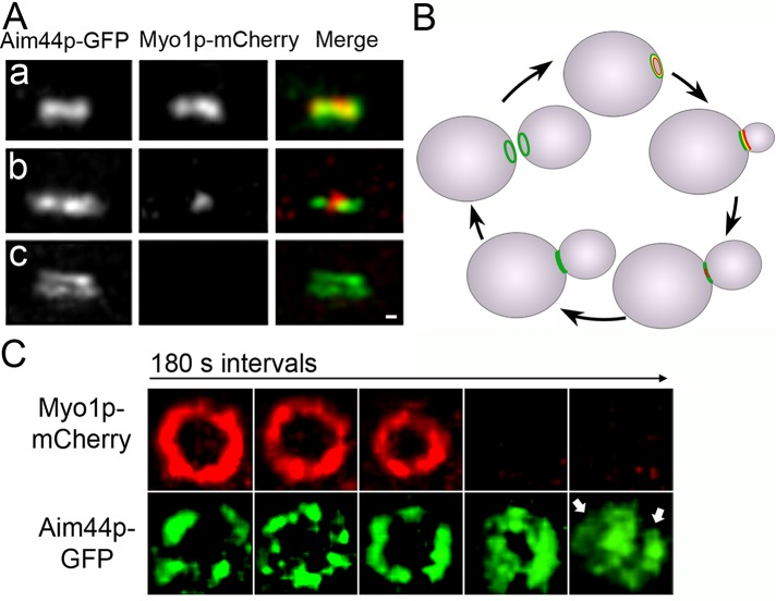 FIGURE 4: