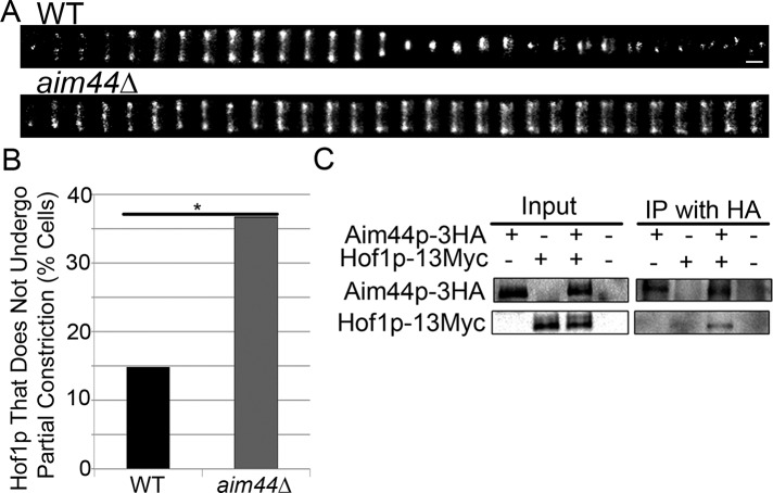 FIGURE 7: