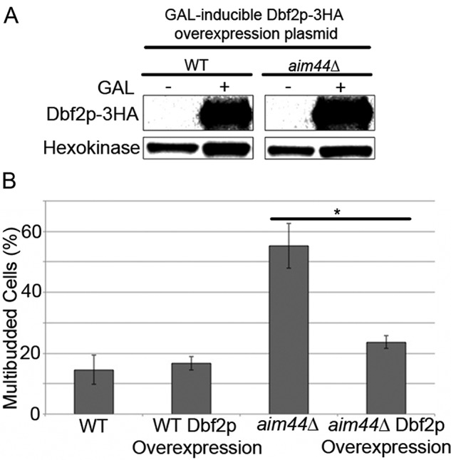 FIGURE 6: