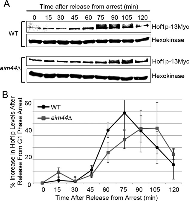 FIGURE 5: