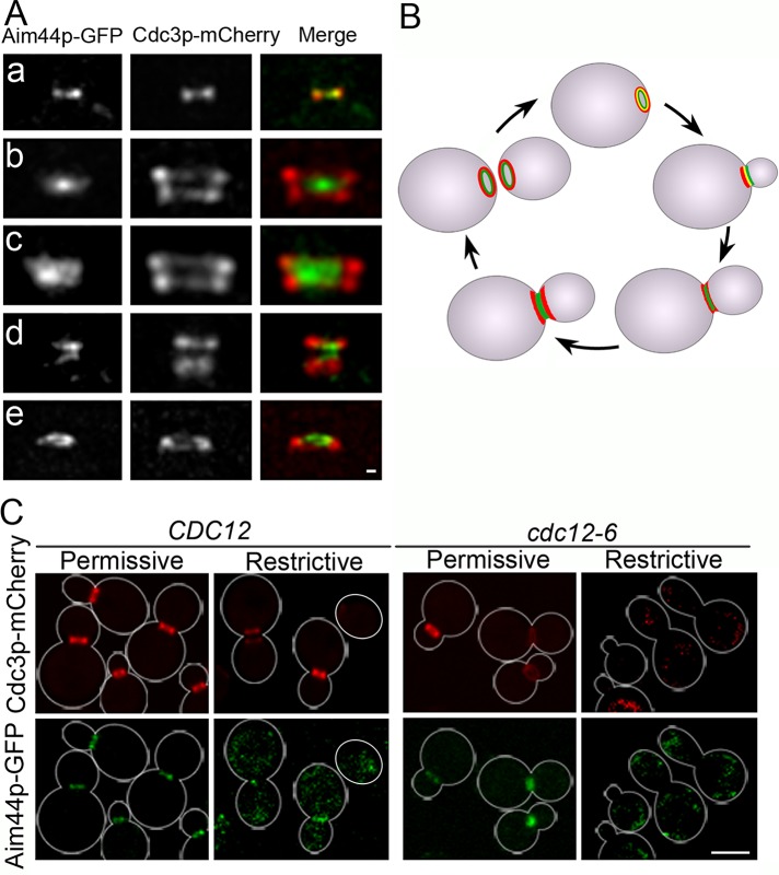 FIGURE 3: