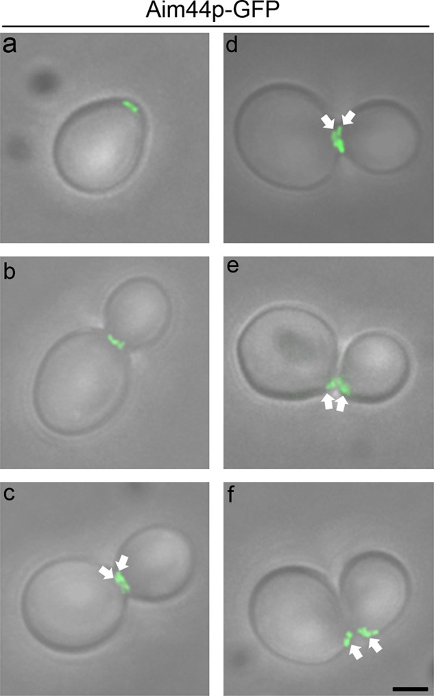 FIGURE 2: