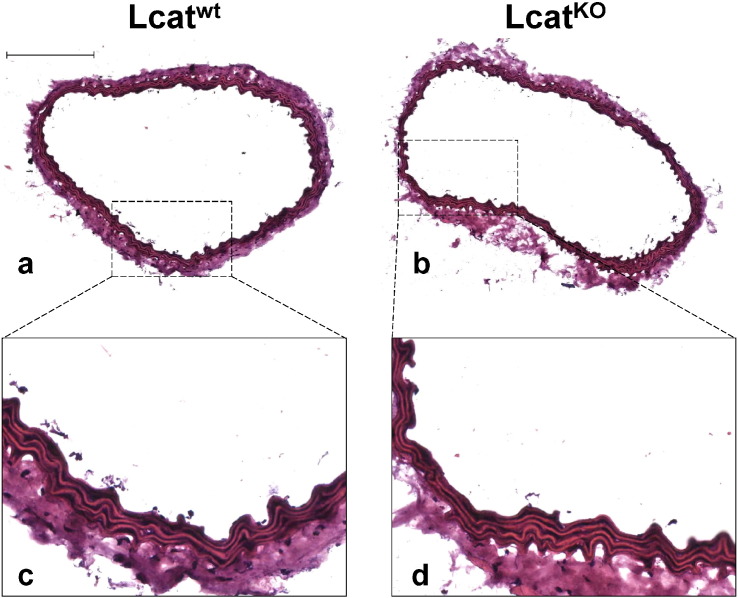 Fig. 8