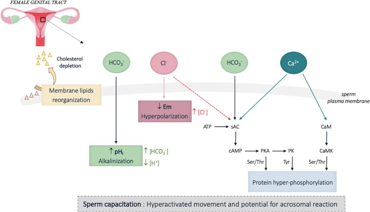 FIGURE 3