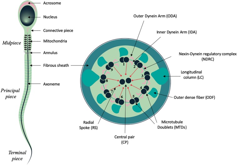 FIGURE 1