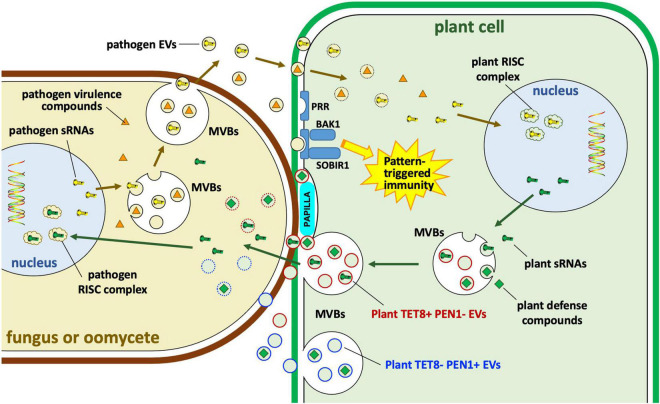 FIGURE 6