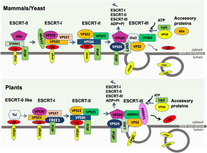 FIGURE 4