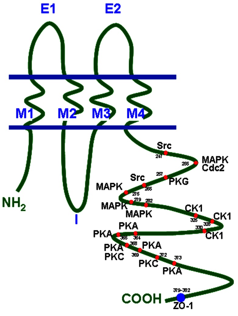 FIGURE 1