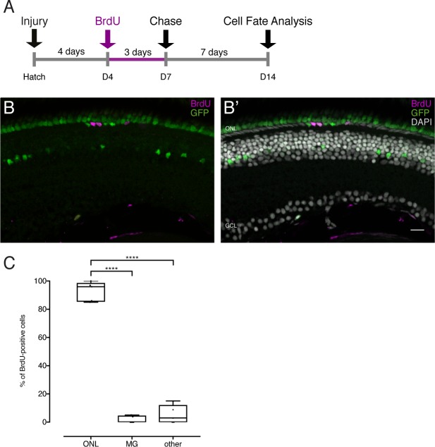 Figure 5—figure supplement 2.