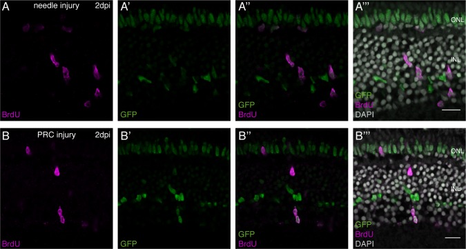 Figure 1—figure supplement 4.