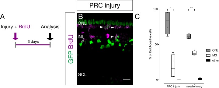 Figure 5—figure supplement 1.