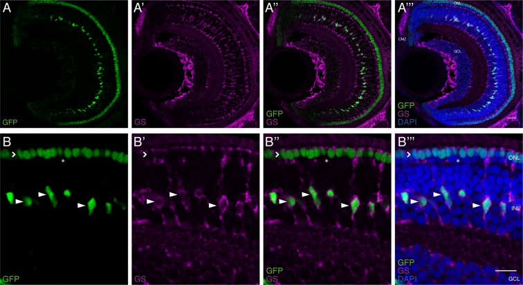 Figure 1—figure supplement 3.