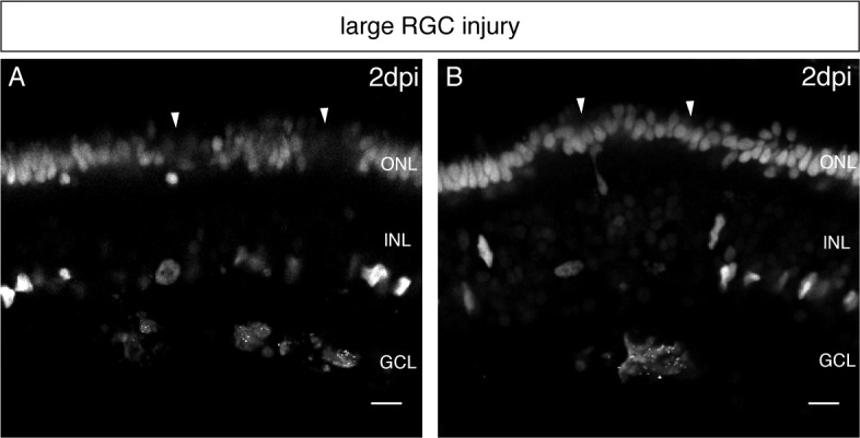 Figure 2—figure supplement 2.