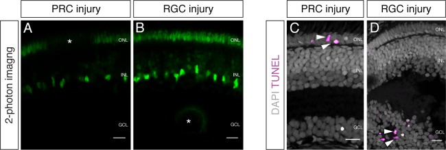 Figure 2—figure supplement 1.