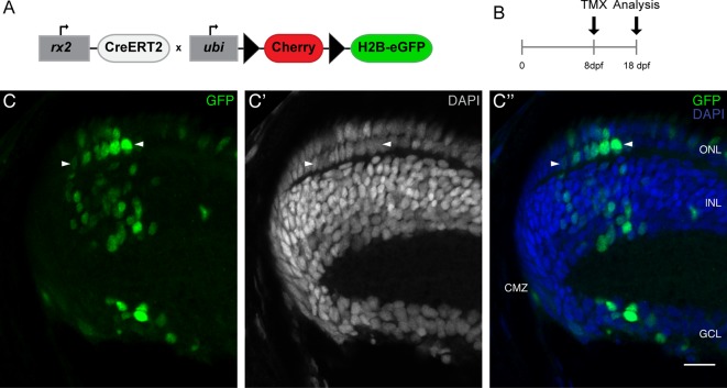 Figure 1—figure supplement 2.