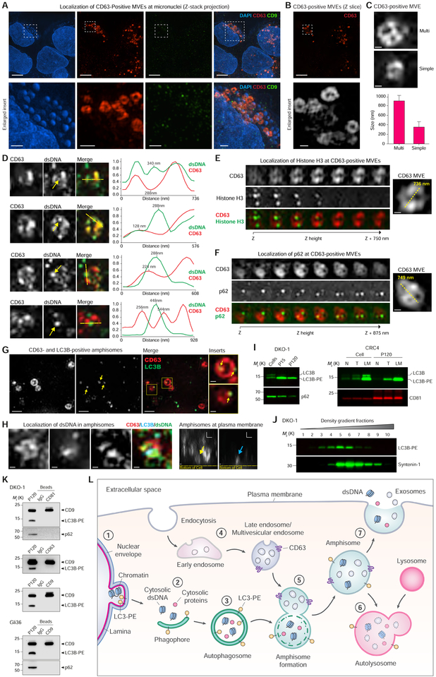 Reassessment of Exosome Composition - PMC