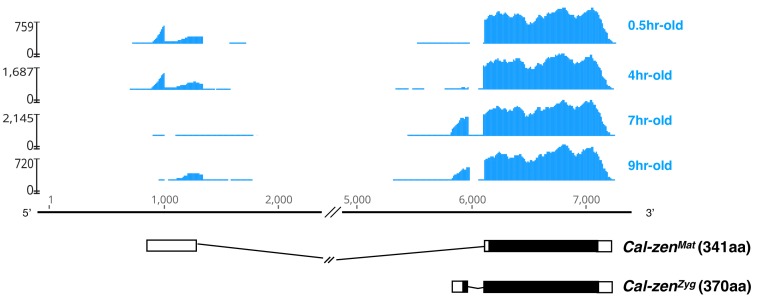 Figure 7—figure supplement 2.