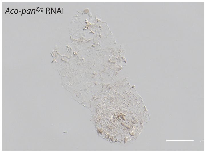 Figure 6—figure supplement 4.