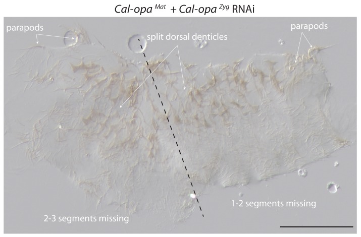 Figure 2—figure supplement 2.