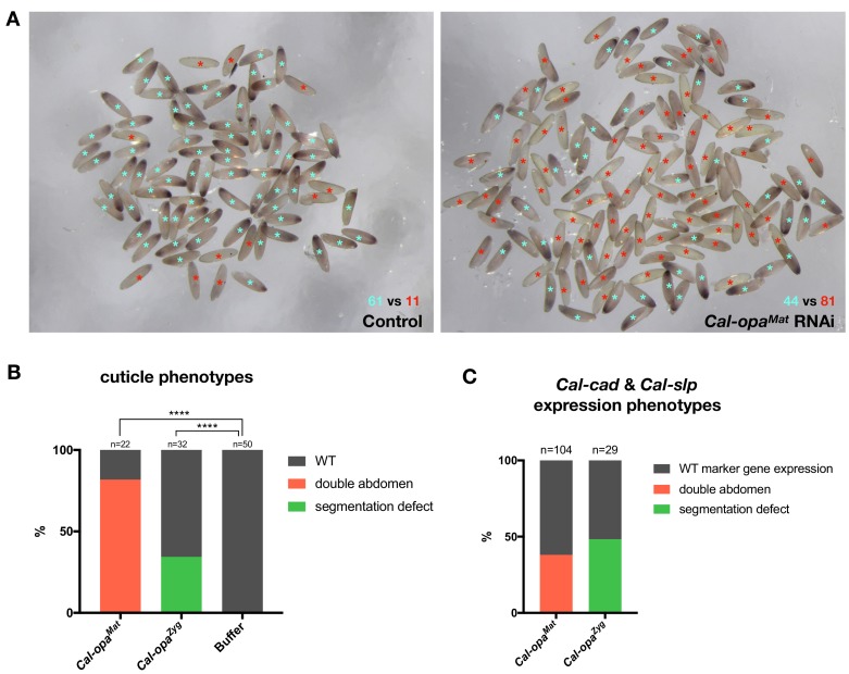 Figure 2—figure supplement 1.