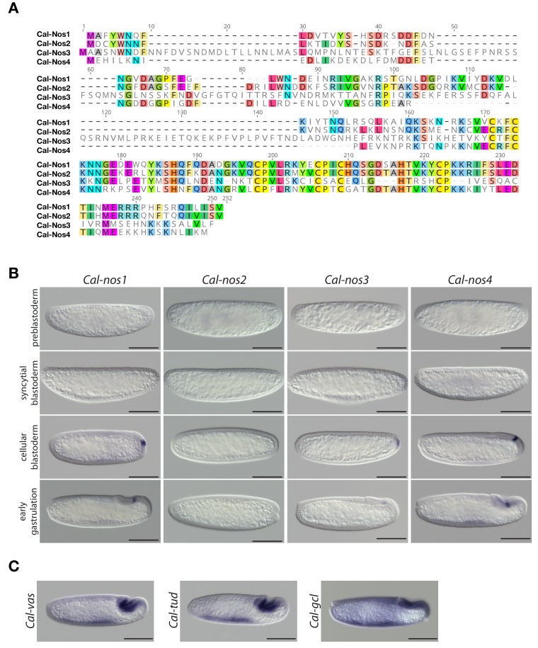 Figure 2—figure supplement 5.