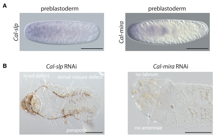 Figure 2—figure supplement 3.