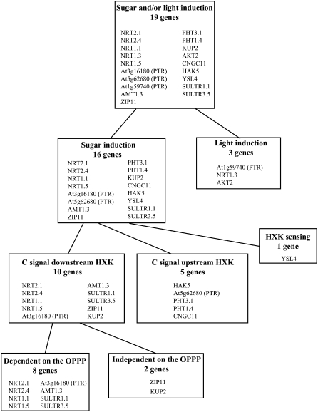 Figure 11.