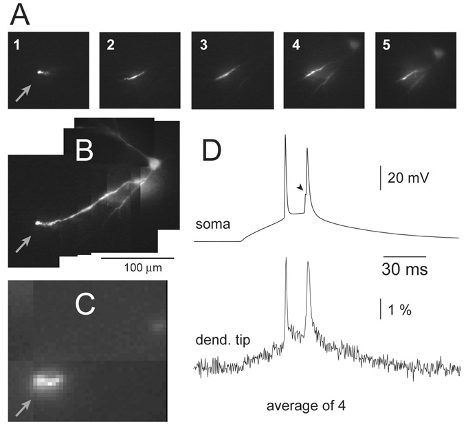 Fig. 1