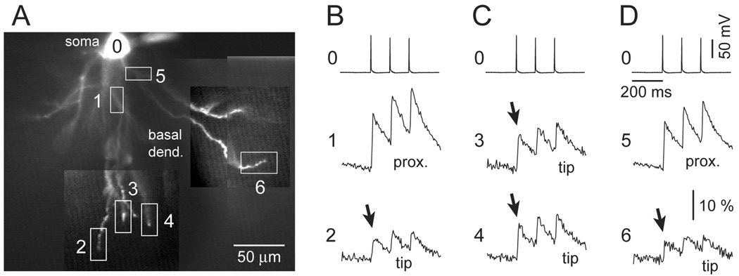 Fig. 8