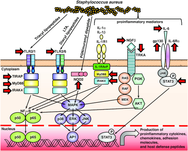 Figure 1.