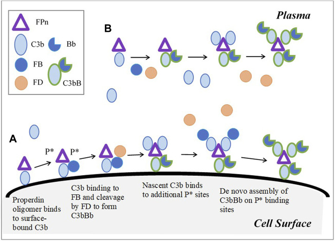 FIGURE 2