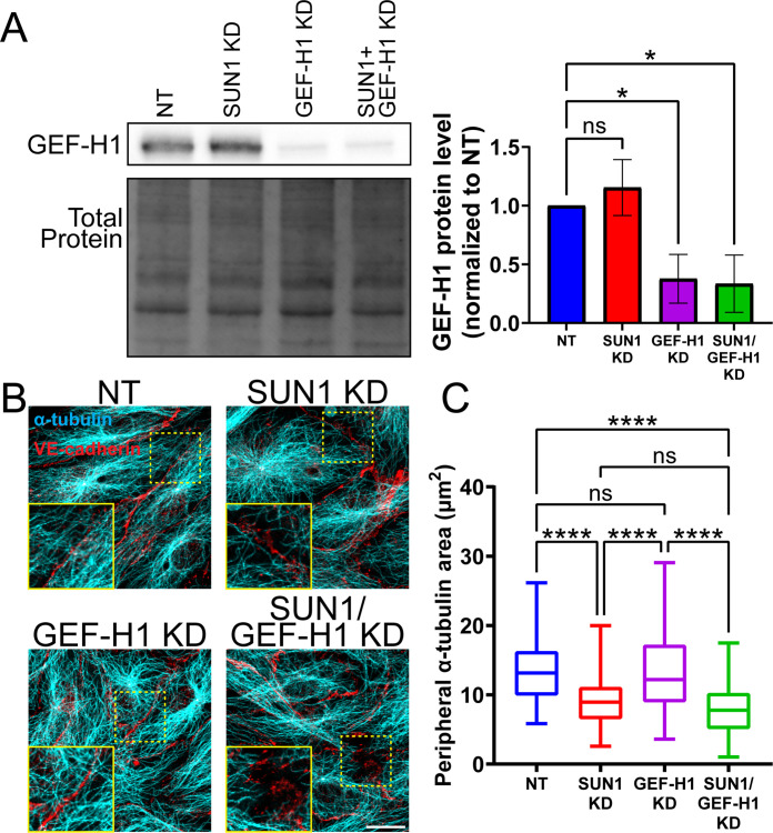 Figure 6—figure supplement 3.