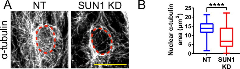 Figure 5—figure supplement 2.