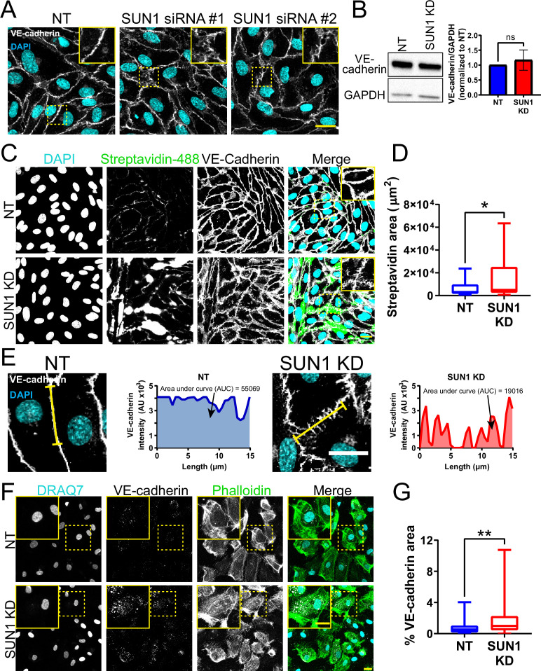 Figure 4—figure supplement 1.