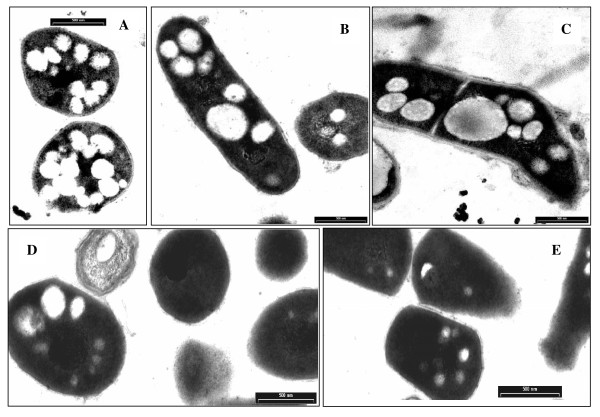 Figure 10