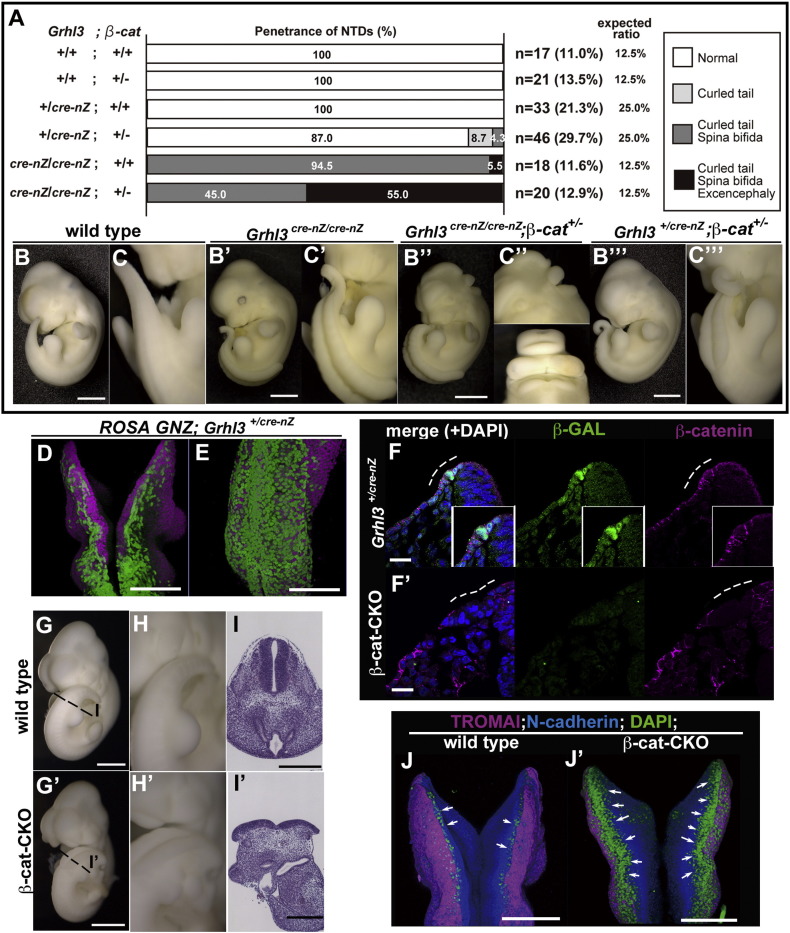 Fig. 8