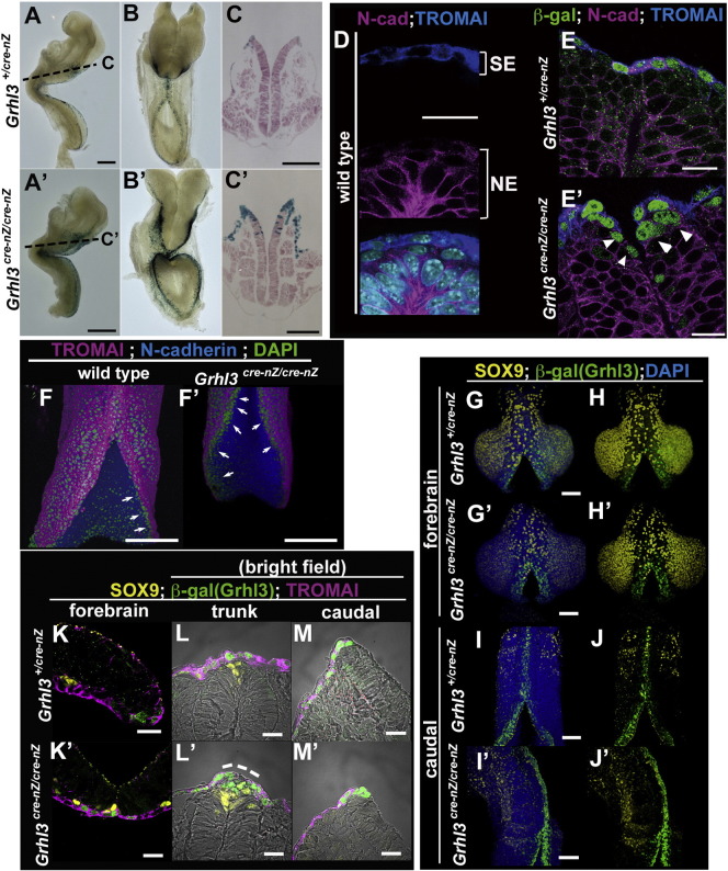 Fig. 6