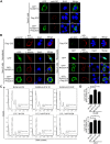 Fig 12